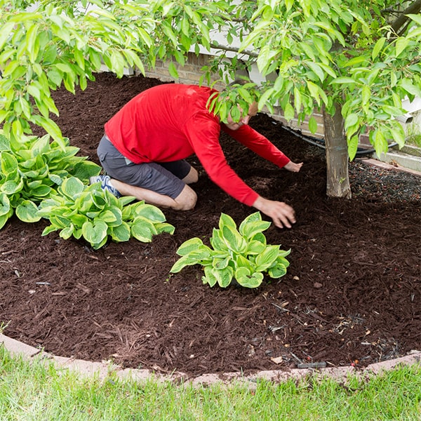 mulch installation helps regulate soil temperature, reduce soil compaction, and provide essential nutrients for plant growth